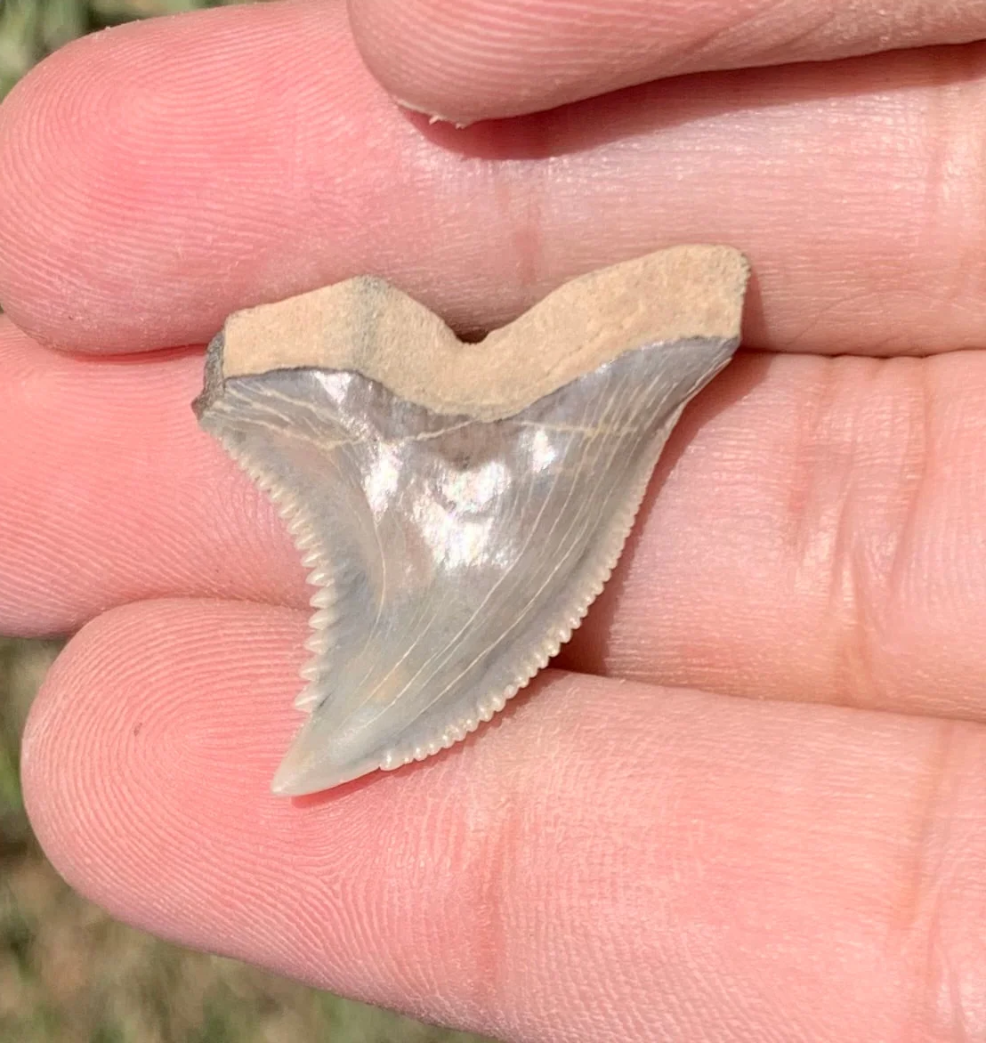 1.23” Hemipristis serra Shark tooth - Virginia