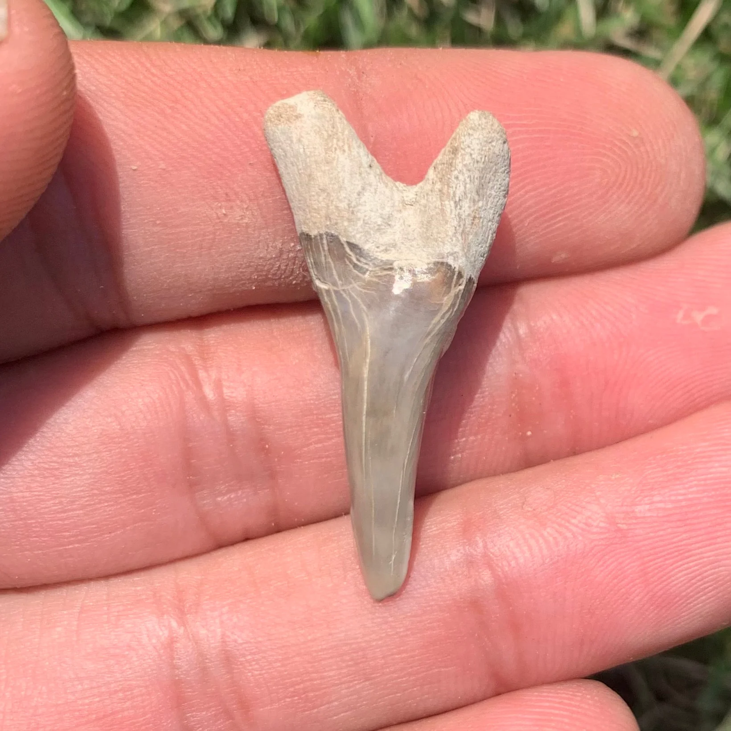 1.35” Hemipristis serra Shark Tooth - Virginia
