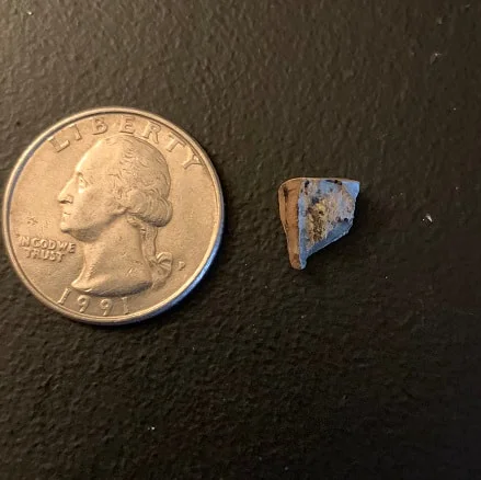 Triceratops Tooth From The Hell Creek Formation Of South Dakota
