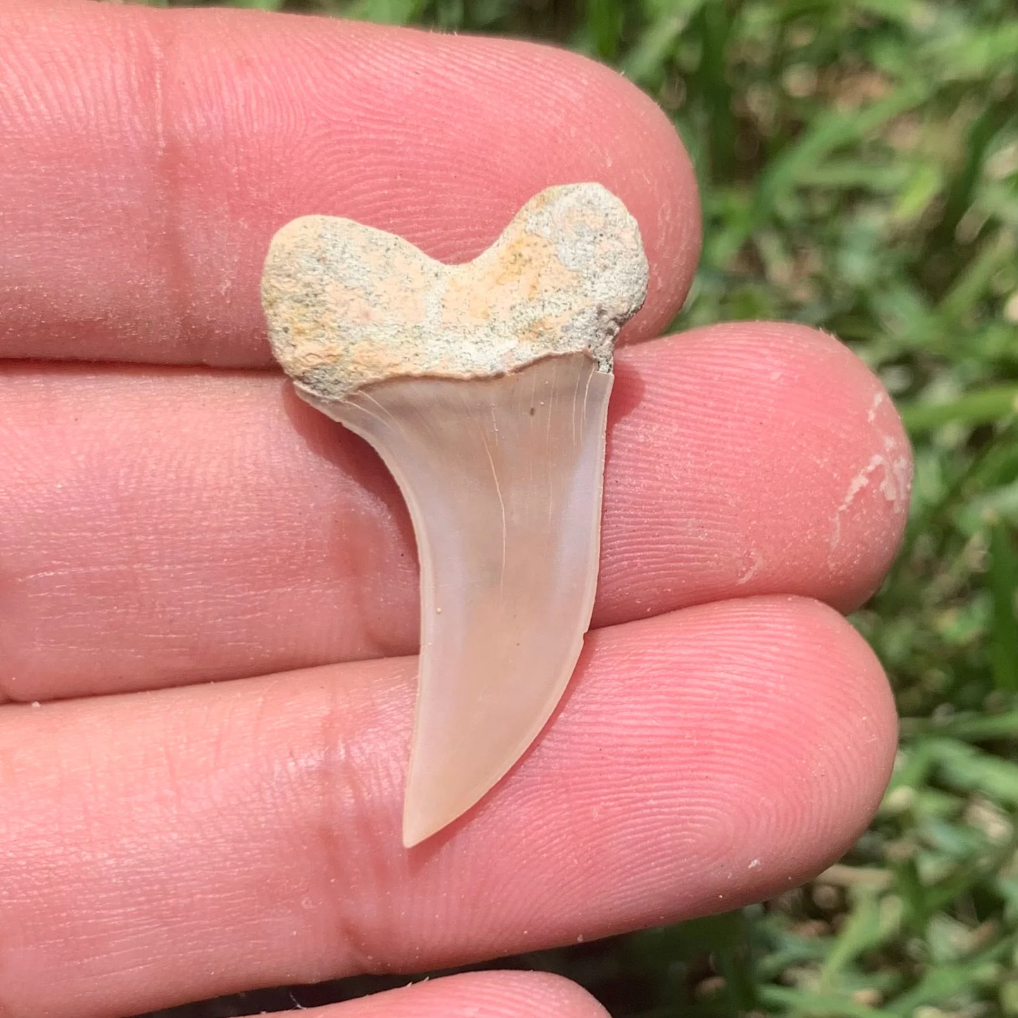 1.23" Carcharodon planus - Bakersfield