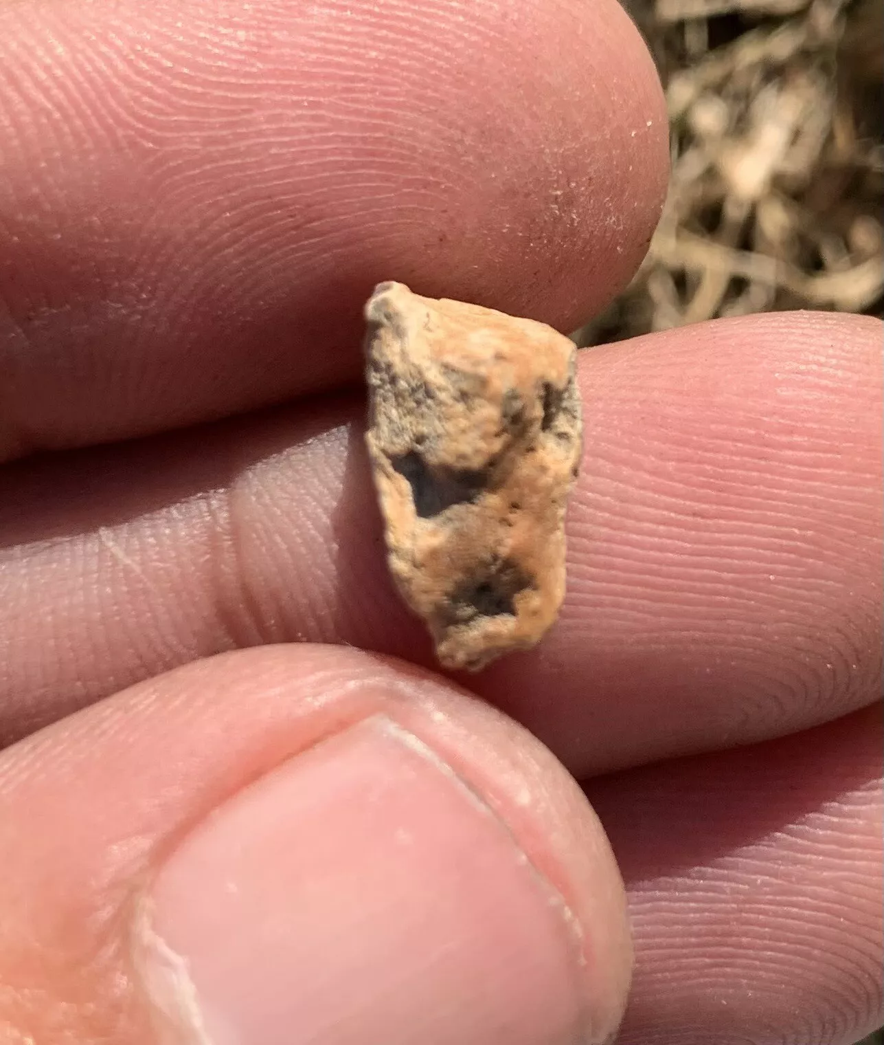 Edmontosaurus Dinosaur Tooth, Hell Creek Formation SD, Hadrosaur, Duck-billed