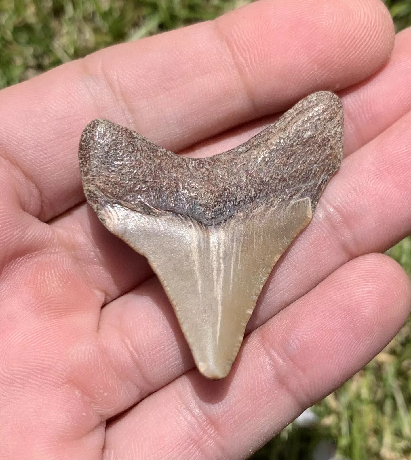 1.9" Otodus megalodon - Virginia