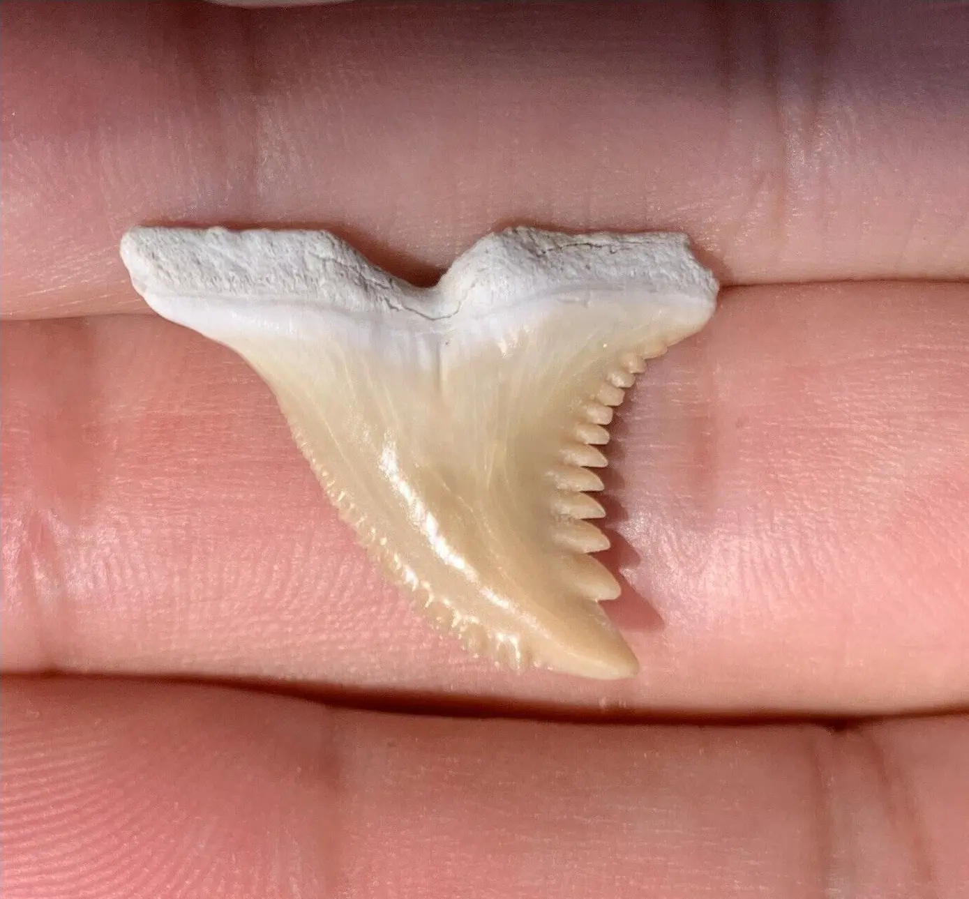 .96" Hemipristis serra - Lee Creek Mine