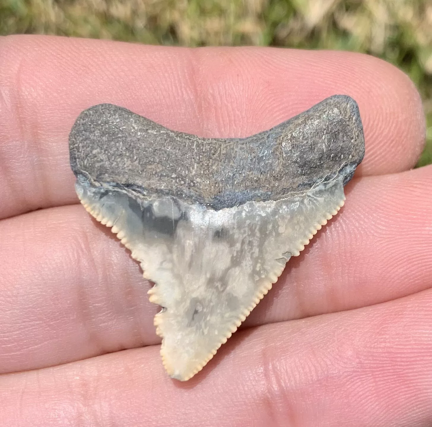 1.37" Otodus megalodon - Virginia