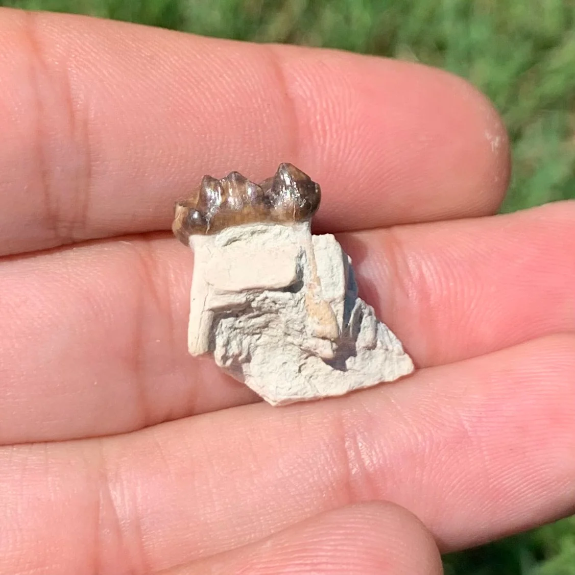 Fossils Horse, Mesohippus Lower Jaw Tooth