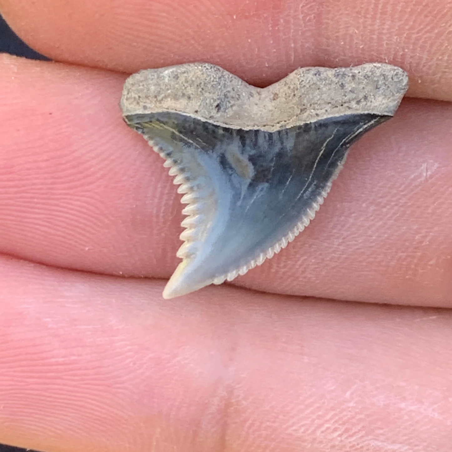 .91” Hemipristis serra Shark Tooth - Virginia