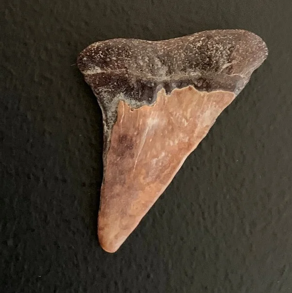 1.55" Carcharodon hastalis Shark Tooth