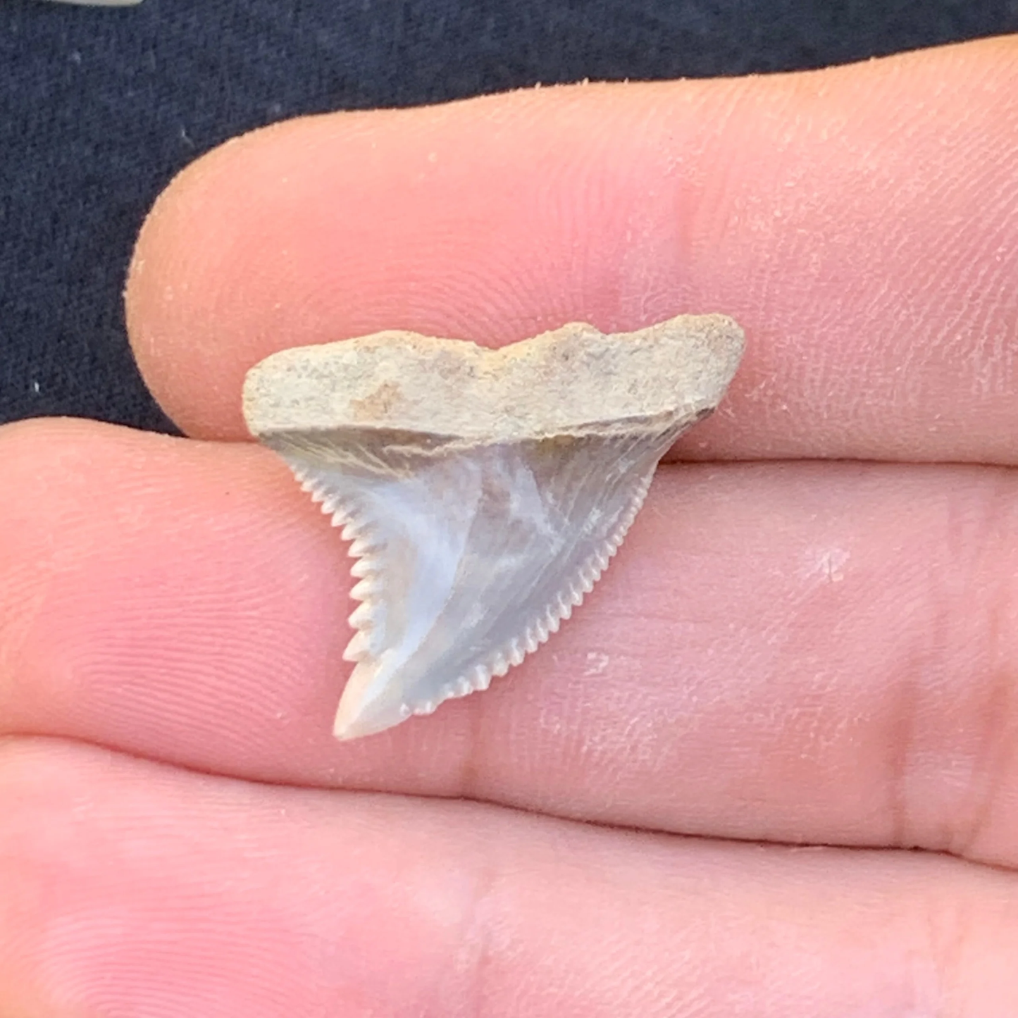 1” Hemipristis serra Shark Tooth - Virginia