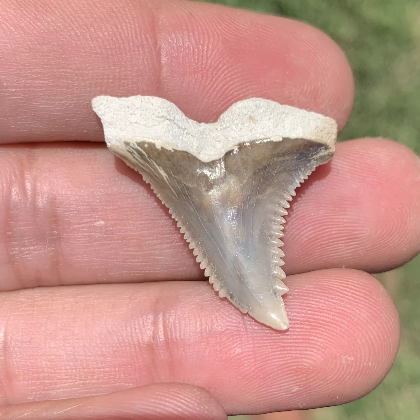 1.31" Hemipristis serra - Lee Creek Mine