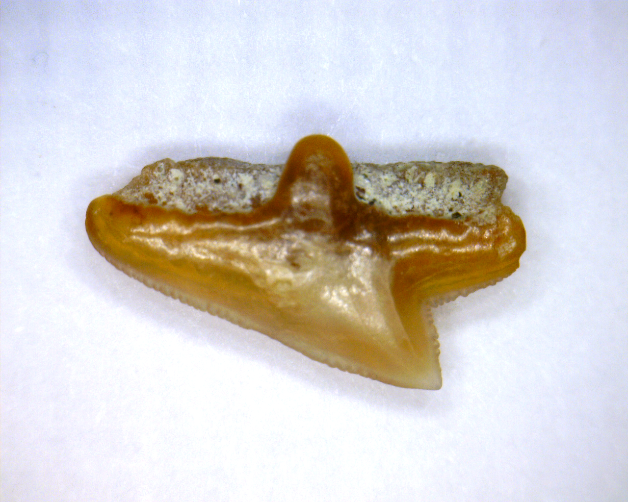 Squalus occidentalis - Bakersfield