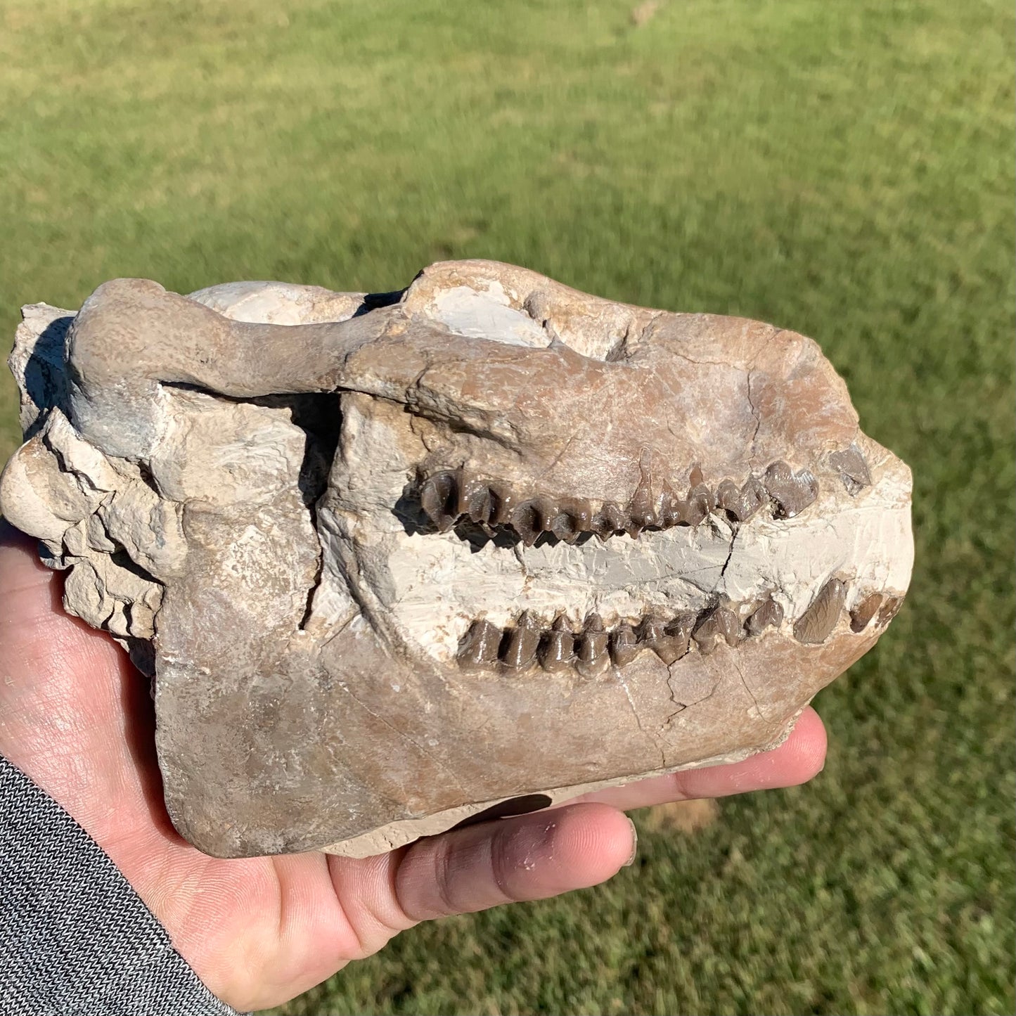 Fossil Oreodont Skull, Merycoidodon culbertsoni, White River Badlands