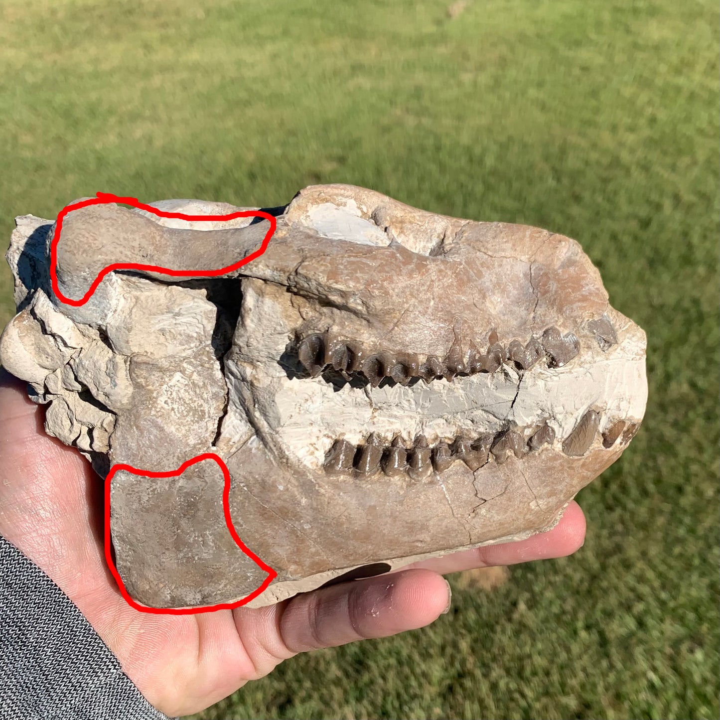 Fossil Oreodont Skull, Merycoidodon culbertsoni, White River Badlands