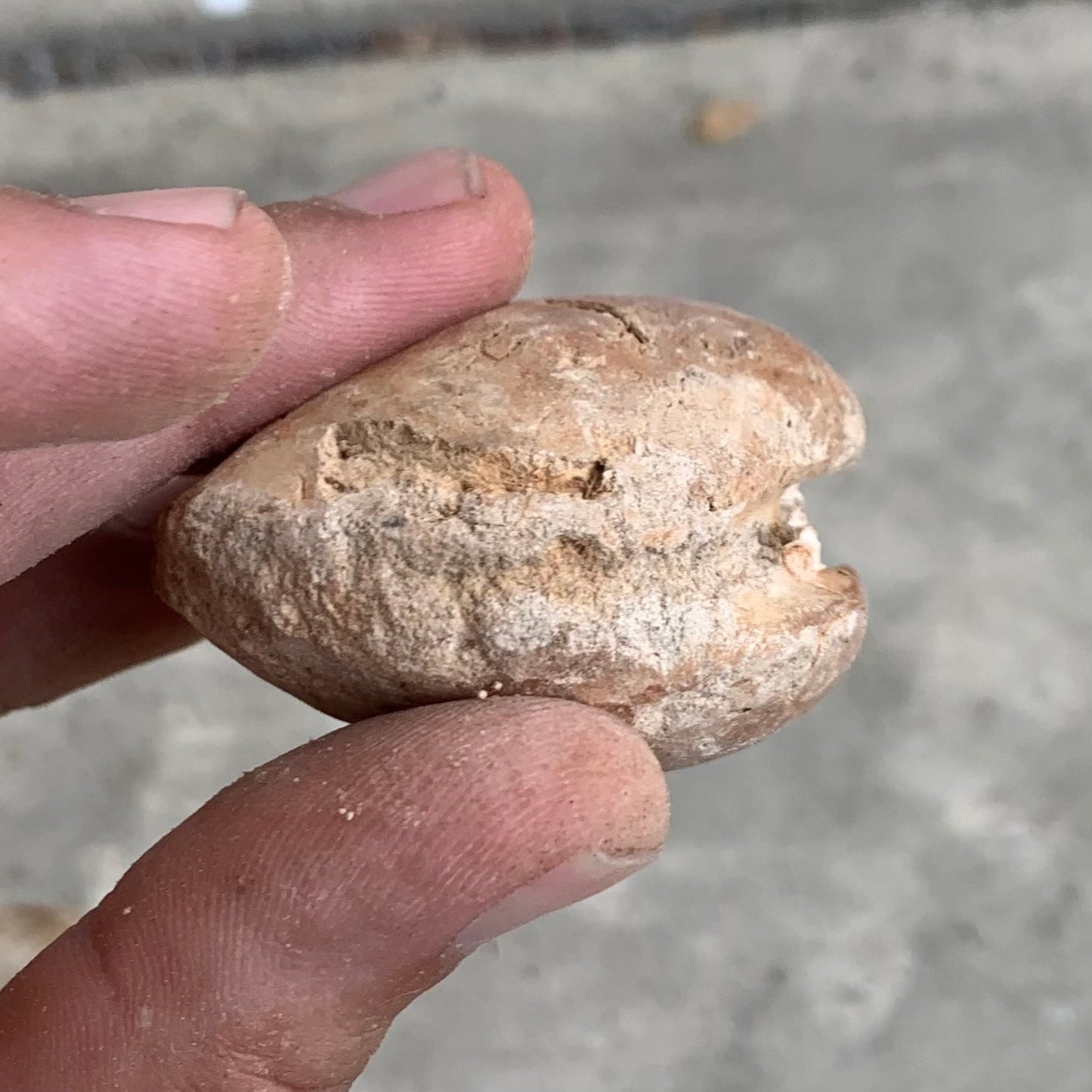 Fossil clam steinkerns(molds) from the Miocene of Virginia