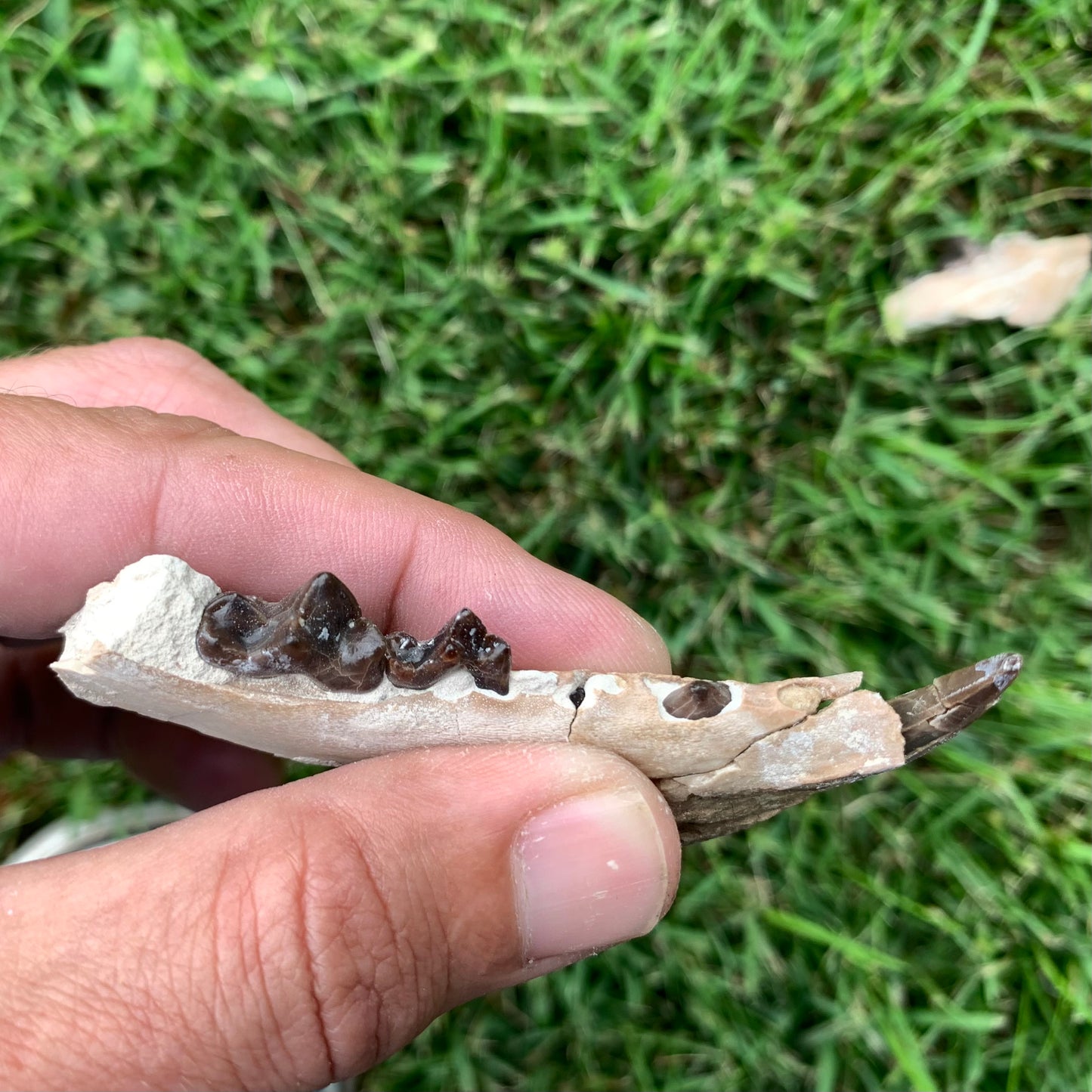 Associated set of Daphoenus lower jaws, brule formation