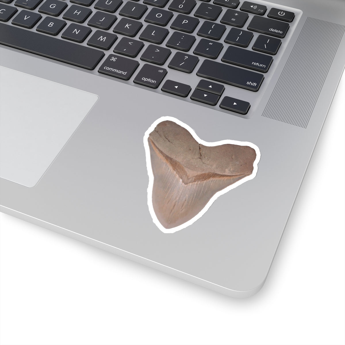 Otodus megalodon Shark Tooth - Sticker