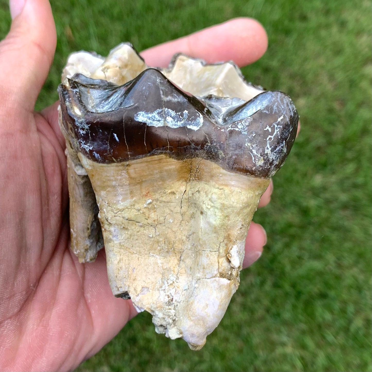 Titanothere upper tooth