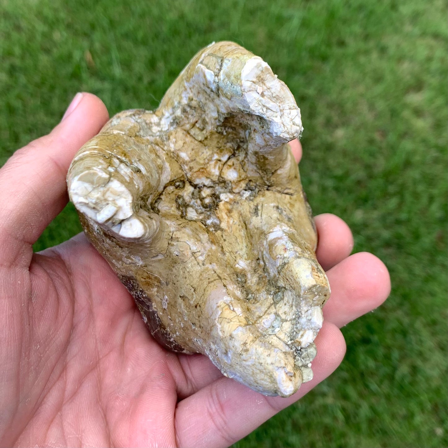 Titanothere upper tooth