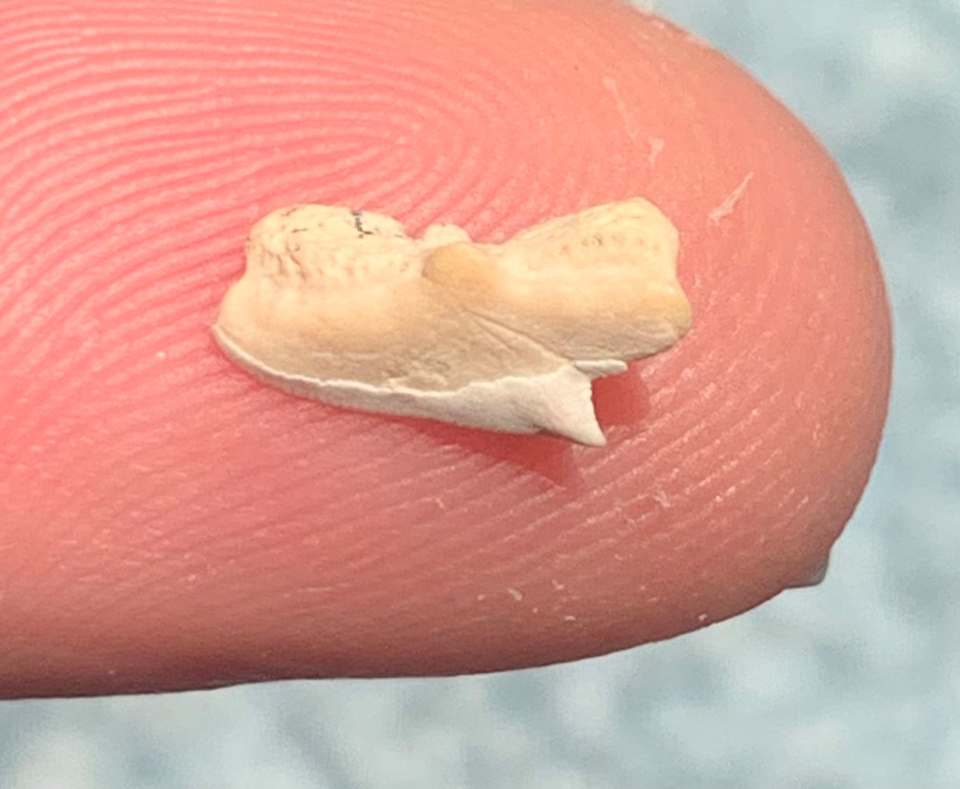 Squalus occidentalis - Bakersfield