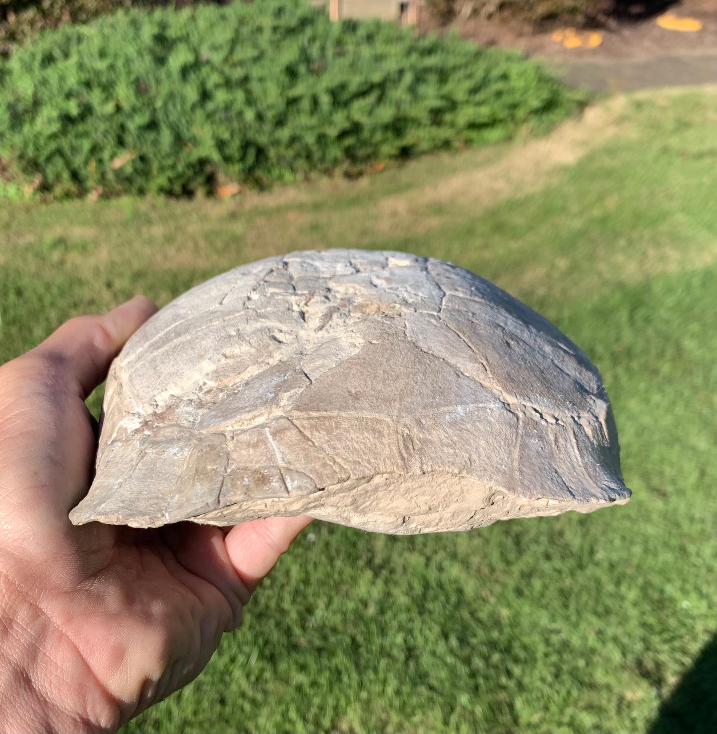Stylemys tortoise from the white river badlands