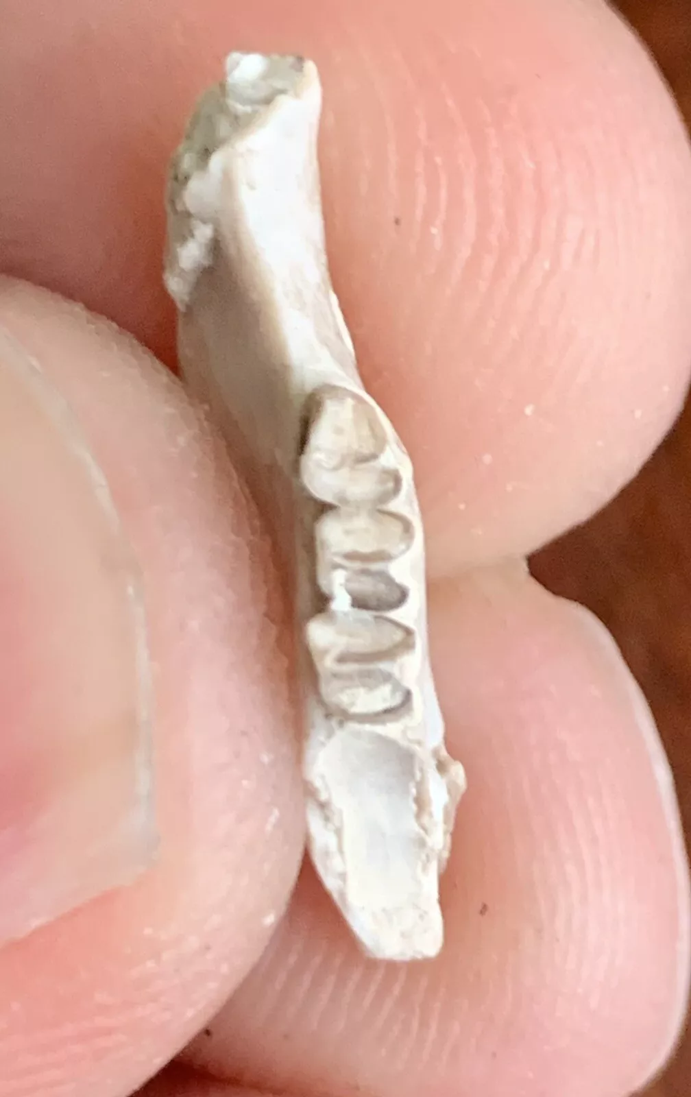 Fossil Rabbit Lower Jaw, Palaeolagus