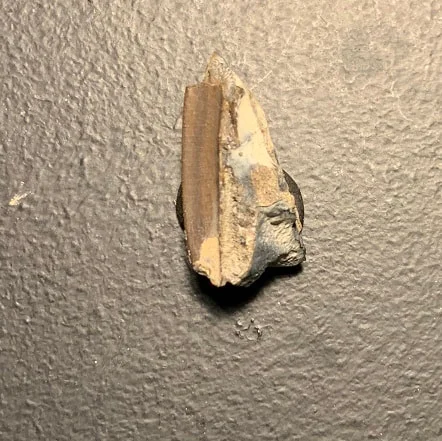 Edmontosaurus Dinosaur Tooth, Hell Creek Formation SD, Hadrosaur, Duck-billed