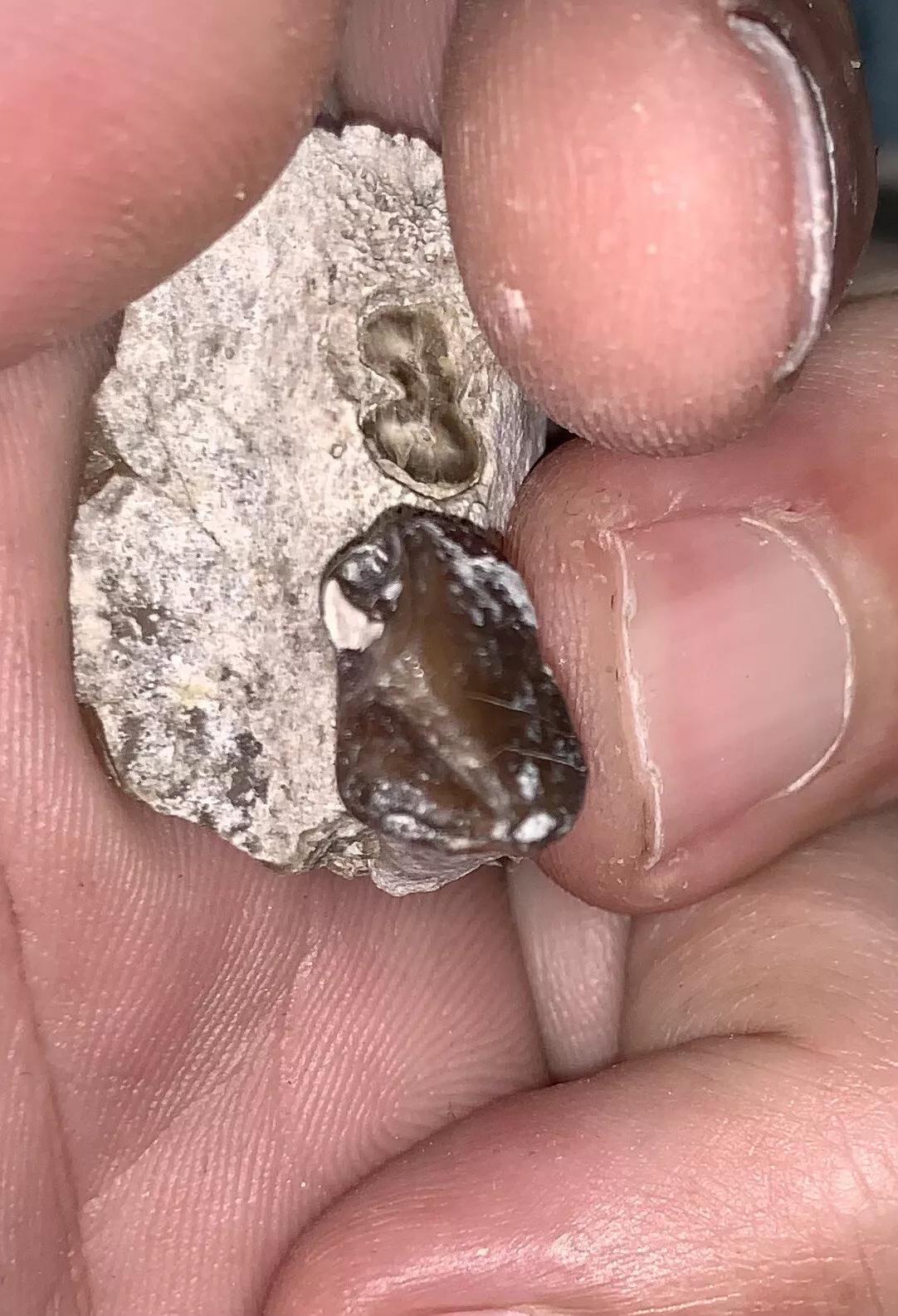 Fossil Oreodont Lower Jaw Section With Tooth