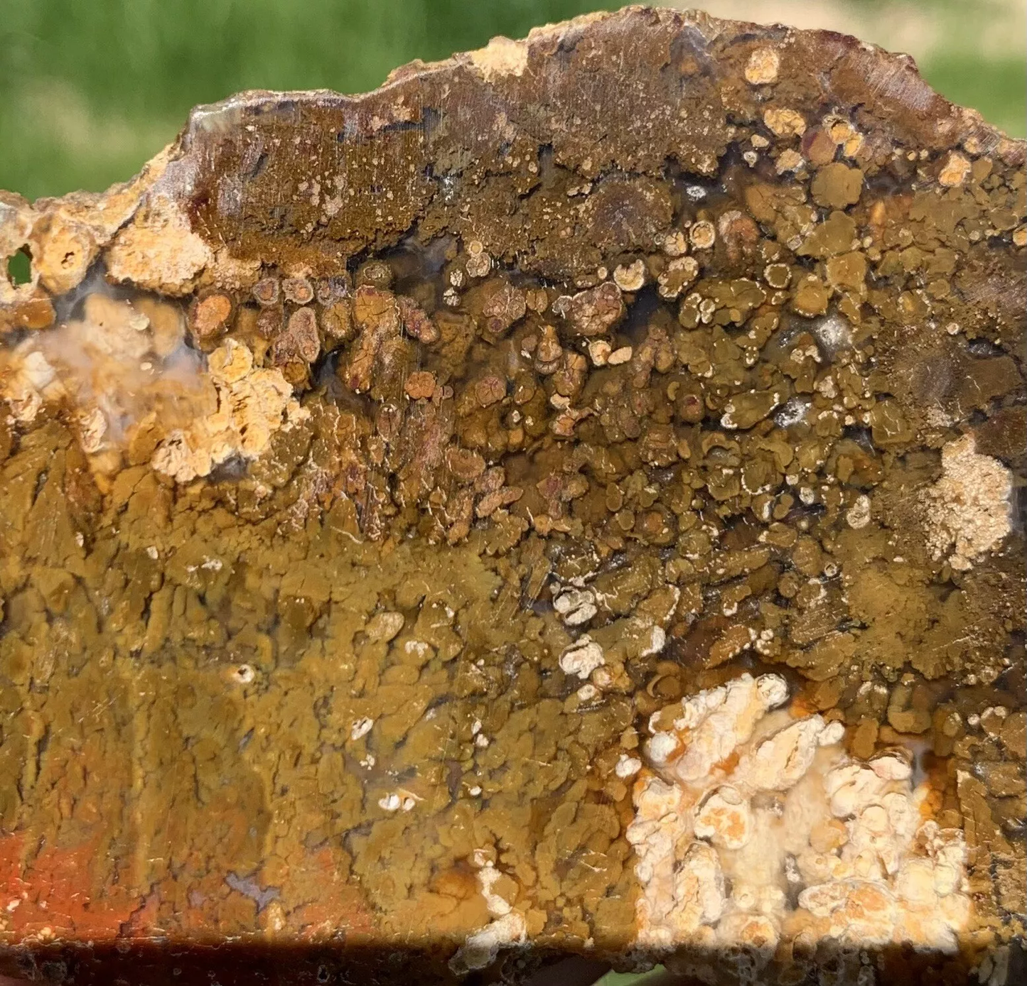 Polished Brown Plume Agate from Indonesia, Slab, Slice