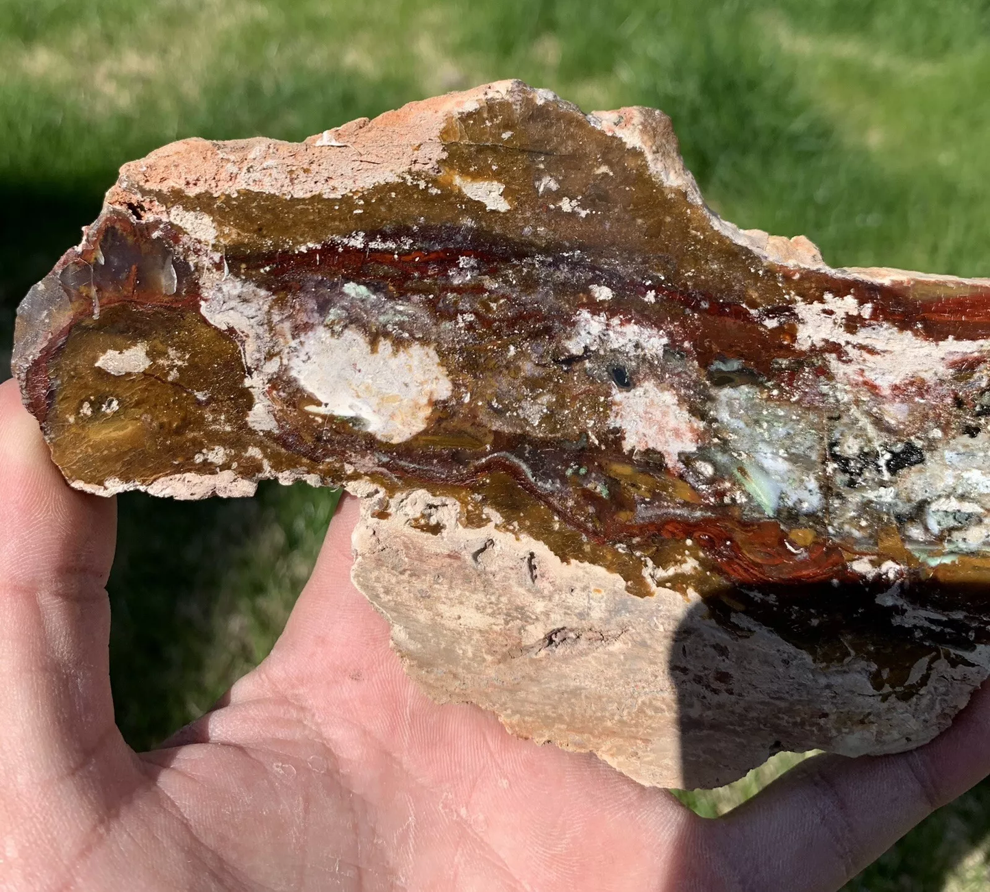 Polished Opalized Petrified Fossil Wood from Indonesia, Slab, Slice