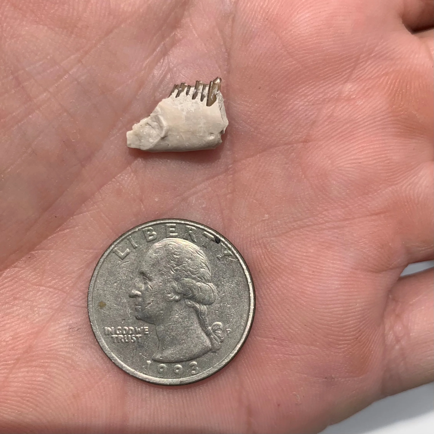 Fossil Rabbit Lower Jaw, Palaeolagus