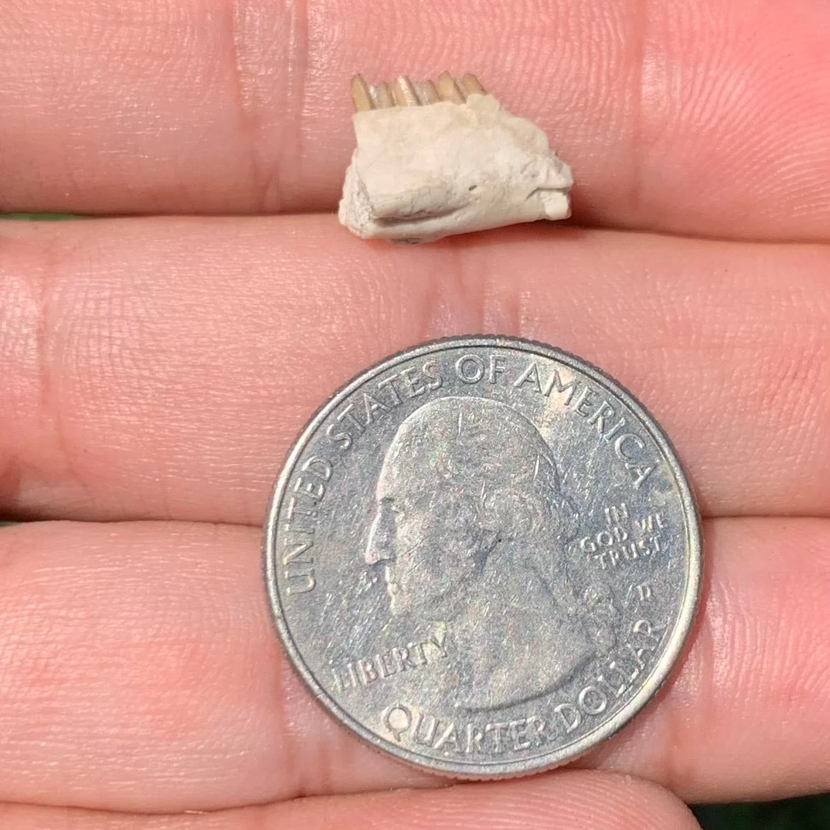 Fossil Rabbit Lower Jaw, Palaeolagus