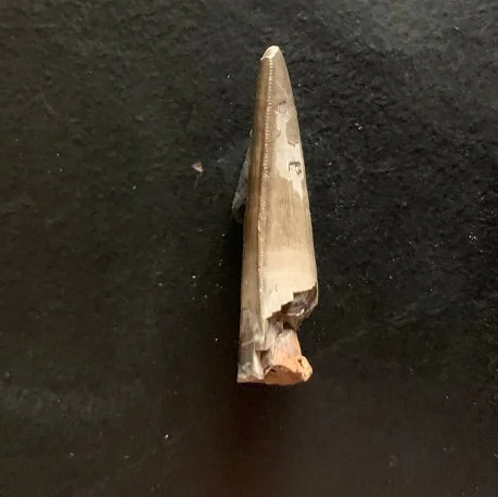 Sharp Serrated Nanotyrannus lancensis Tooth