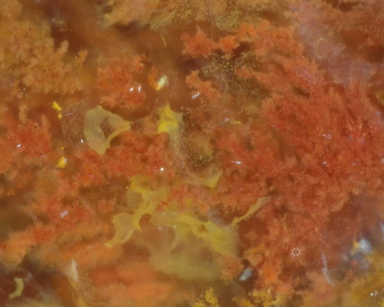 Polished Red Plume Agate from Indonesia, Slab, Slice