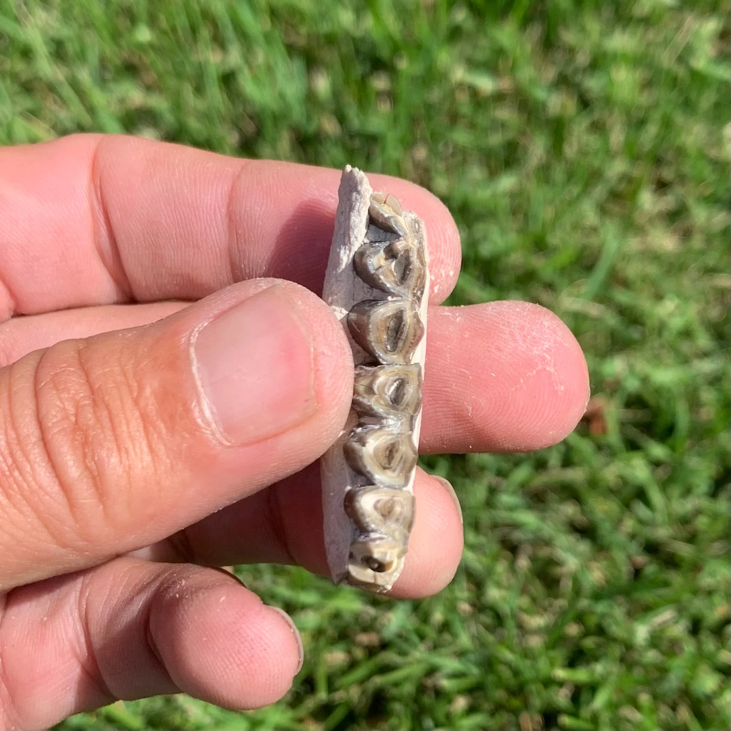 Nice camel jaw section, Poebrotherium