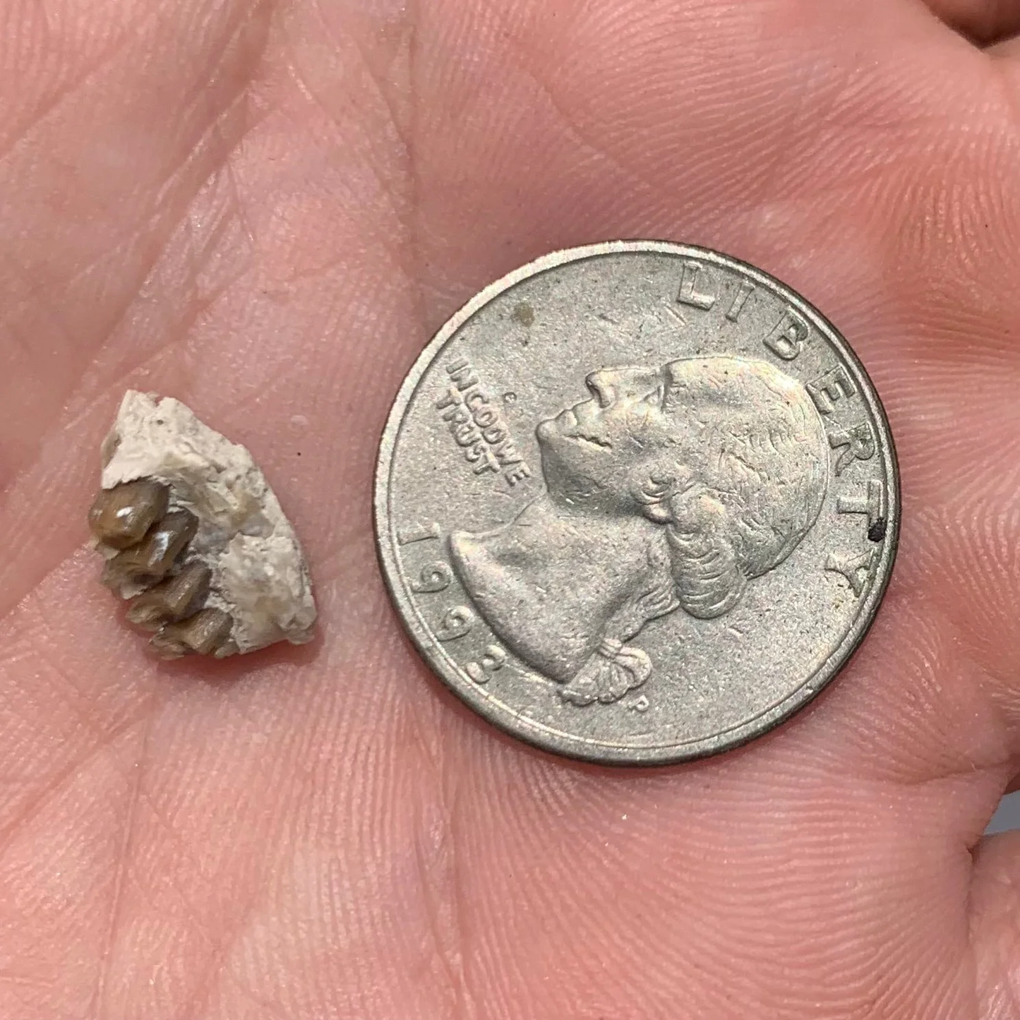 Fossil Rabbitupper Palate, Palaeolagus