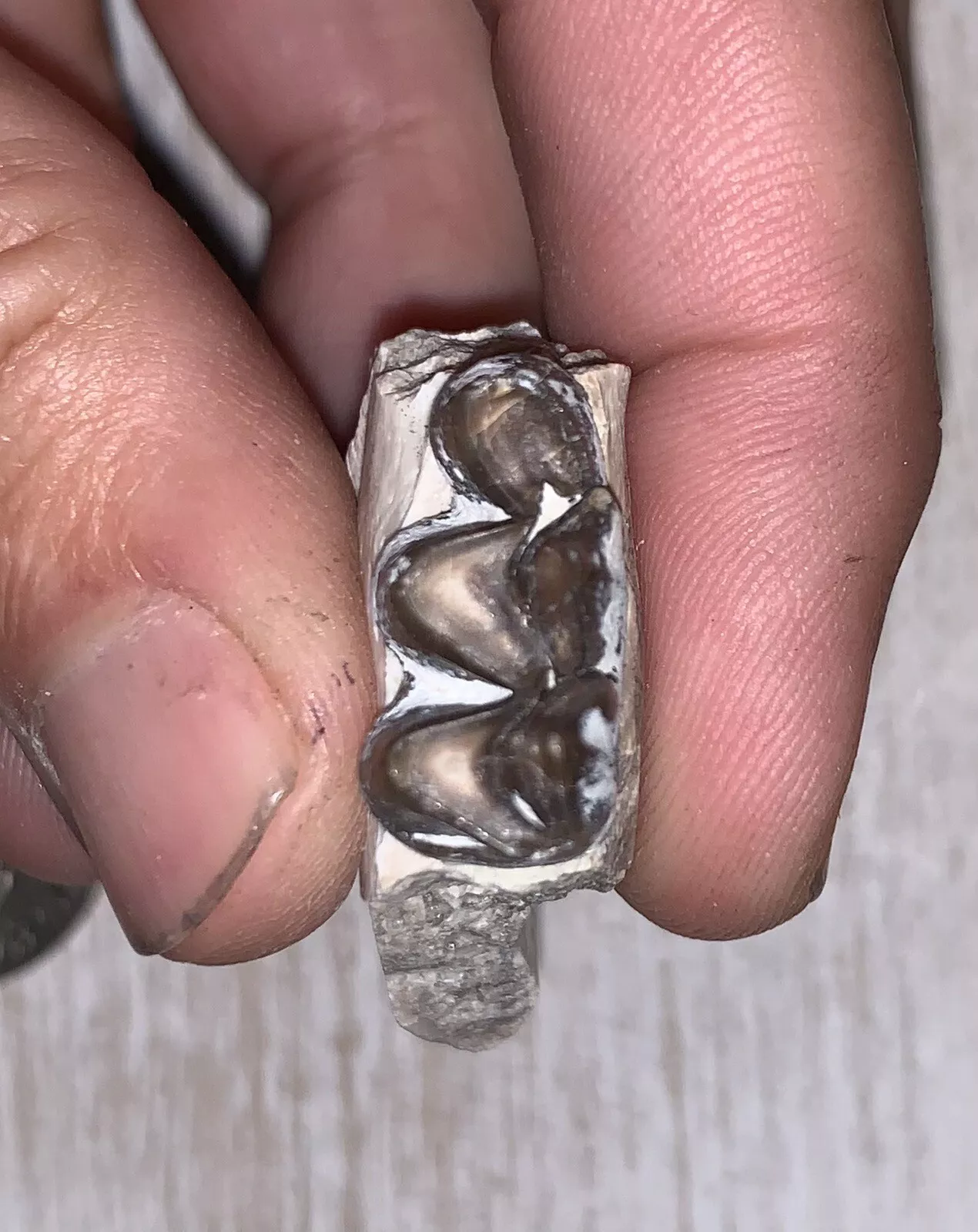 Fossil Oreodont Lower Jaw Section With Tooth