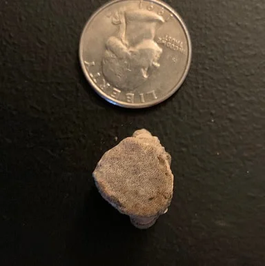 Champosaur vertebrae