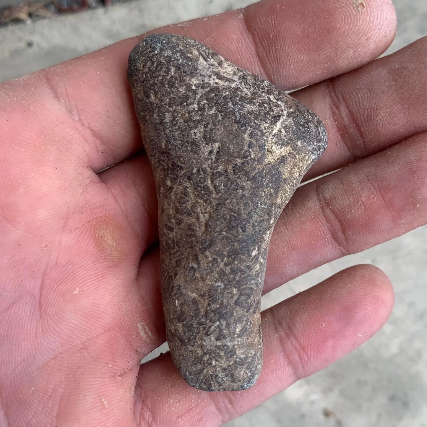 Fossil Shrimp Burrow from virgina