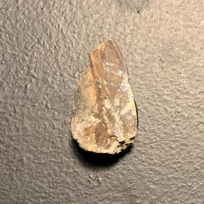 Edmontosaurus Dinosaur Tooth, Hell Creek Formation SD, Hadrosaur, Duck-billed