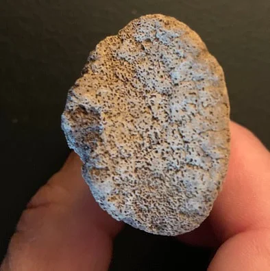 Edmontosaur Ungual Claw