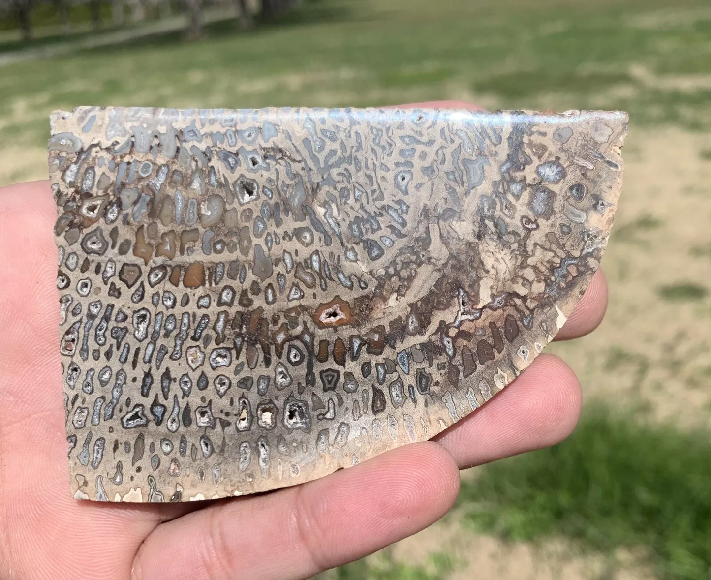 Polished Petrified Fossil Hard Wood with Druzy Pockets Indonesia, Slab, Slice