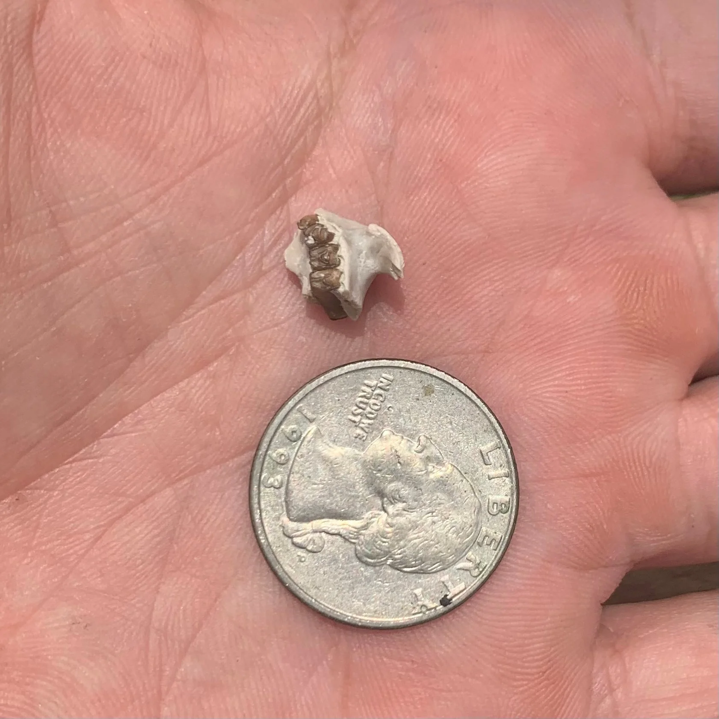 Fossil Rabbitupper Palate, Palaeolagus