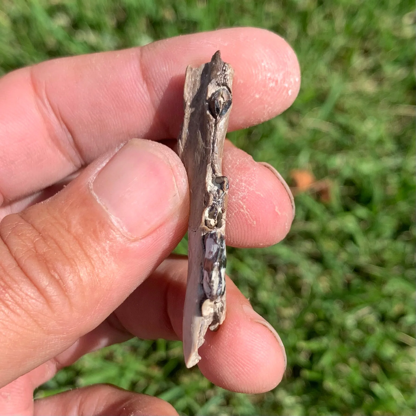 Nice camel jaw section, Poebrotherium