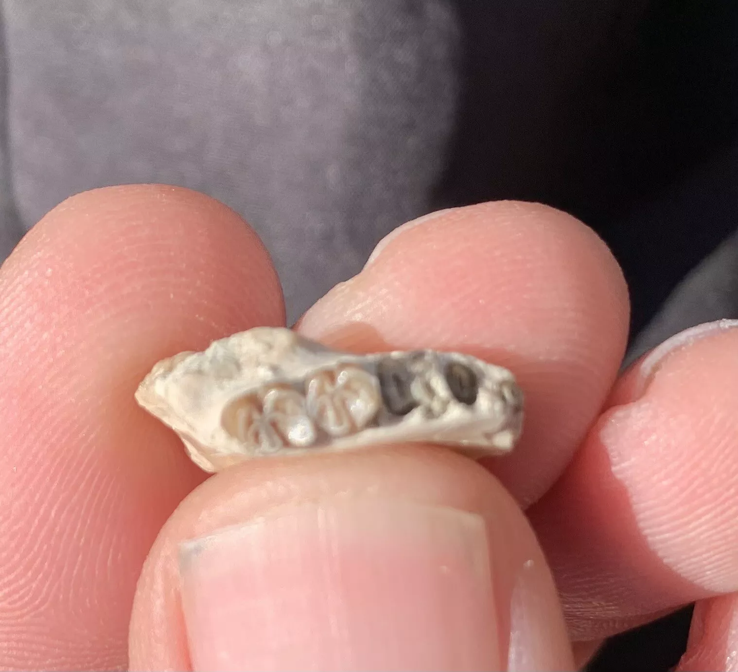 Fossil Squirrel Jaw, Ischyromys