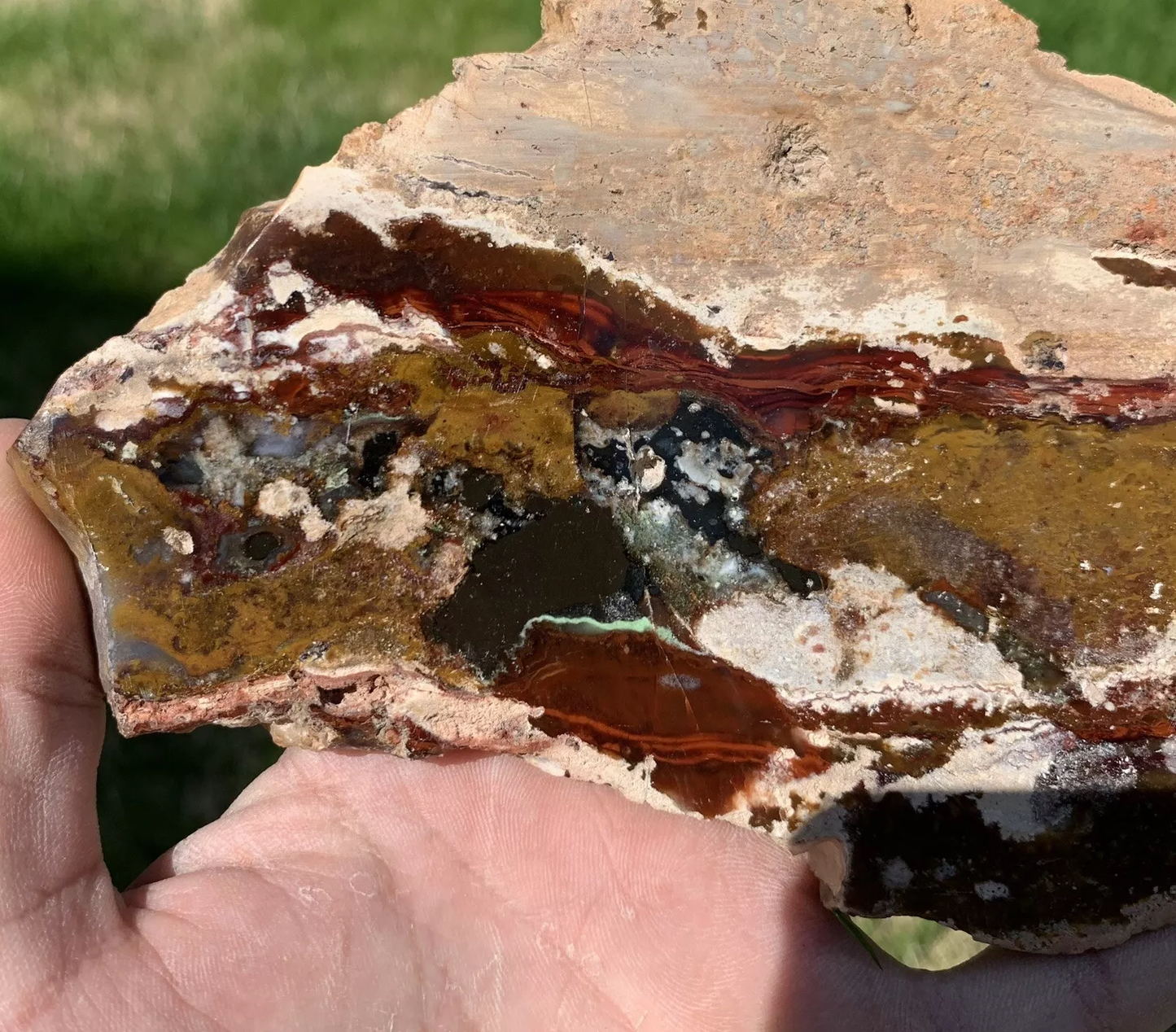 Polished Opalized Petrified Fossil Wood from Indonesia, Slab, Slice