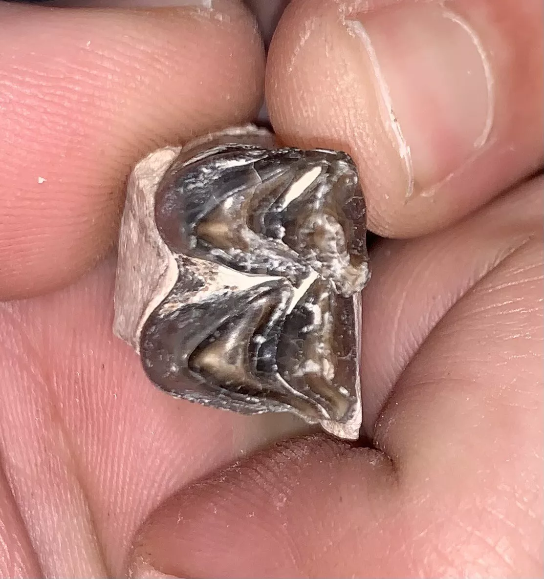 Fossil Oreodont Lower Jaw Section With Tooth