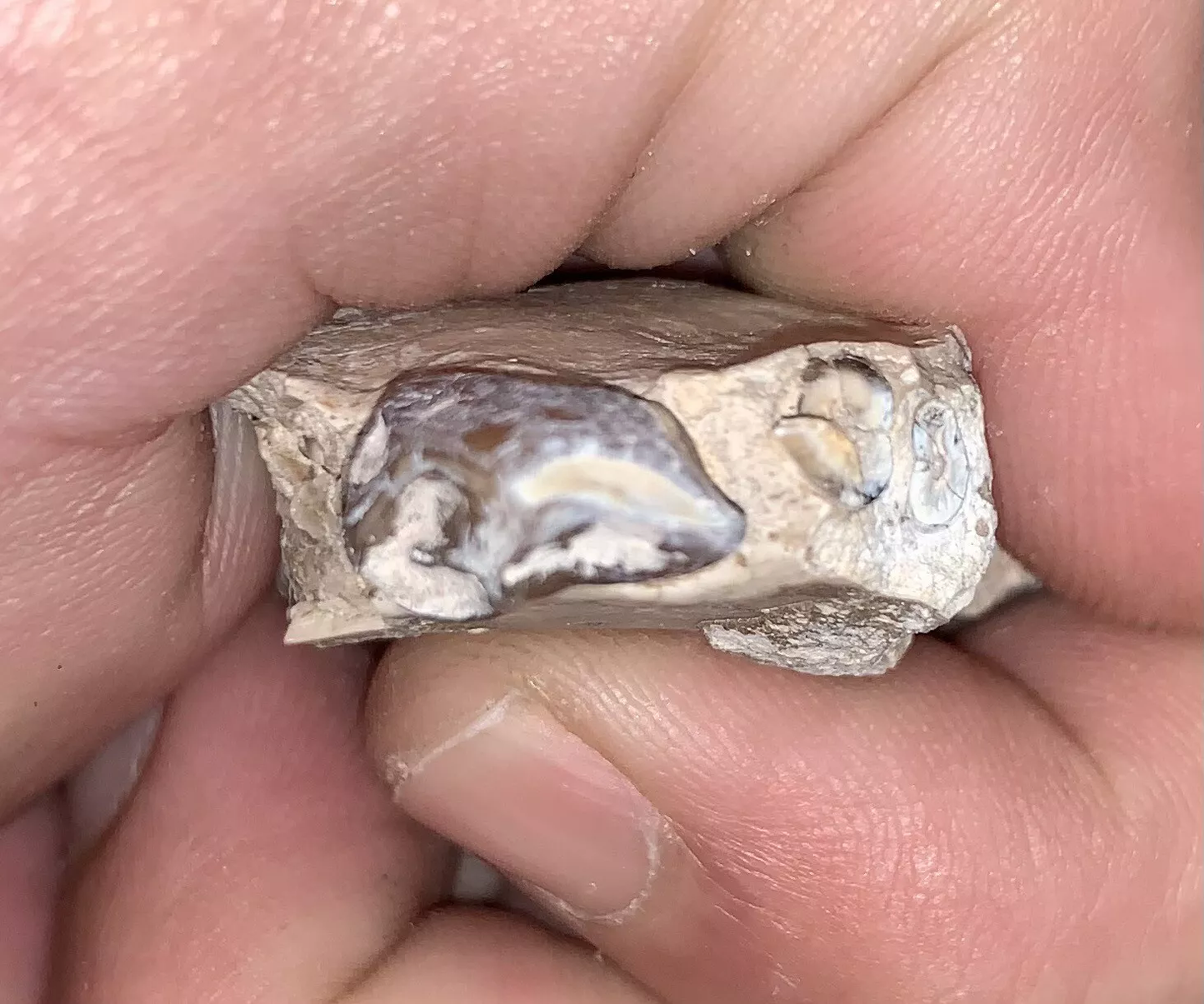 Fossil Oreodont Lower Jaw Section With Tooth