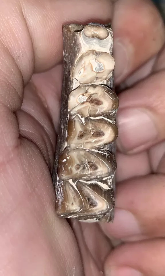 Fossil Oreodont Lower Jaw Section With Teeth