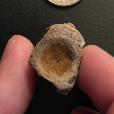 Crocodile Vertebrae