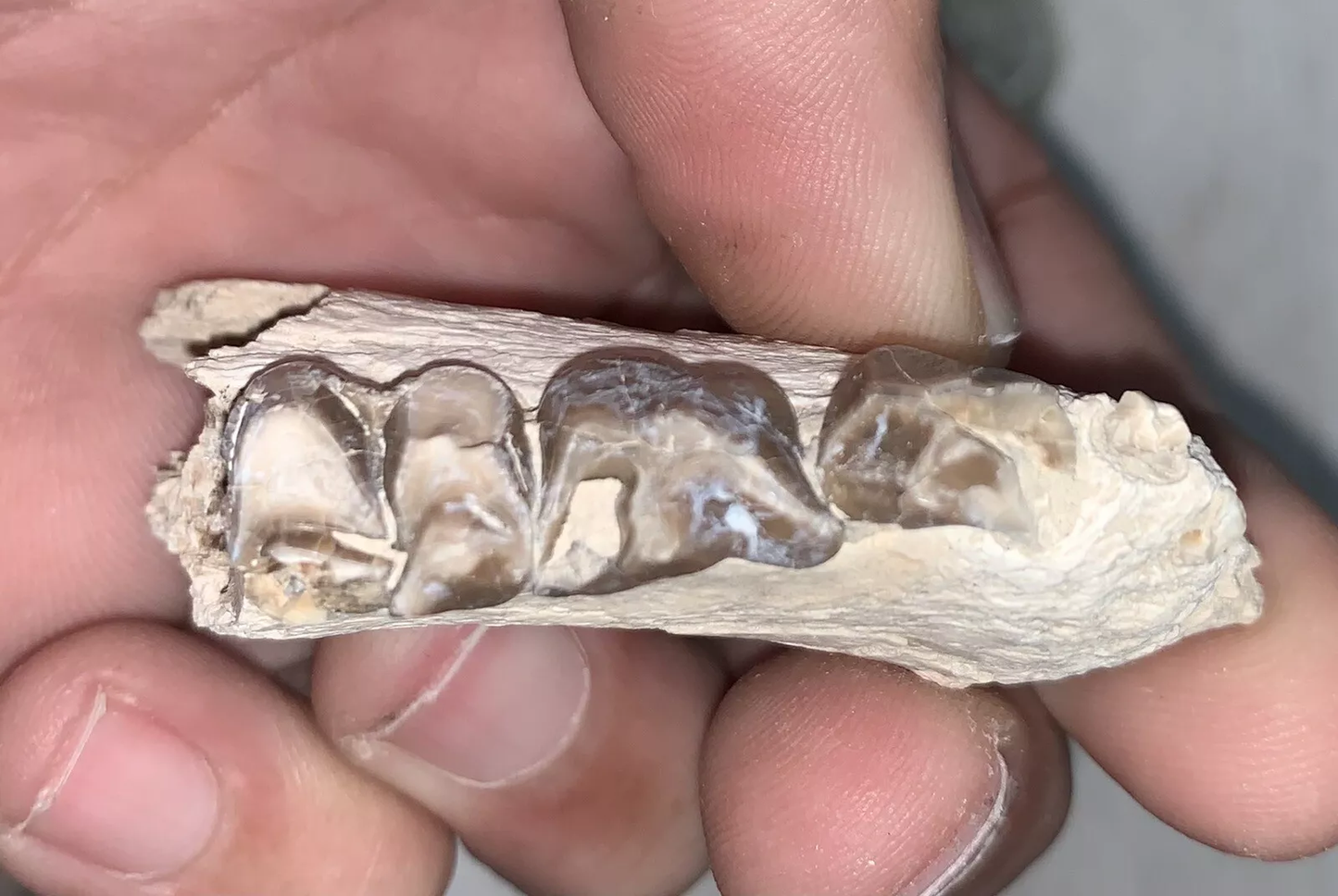 Fossil Oreodont Lower Jaw Section With Teeth