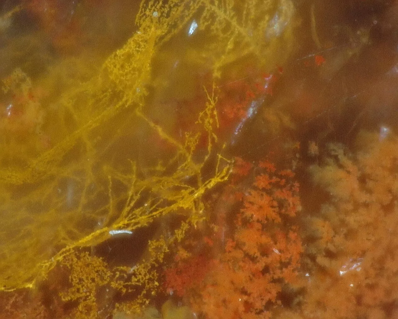 Polished Red Plume Agate from Indonesia, Slab, Slice